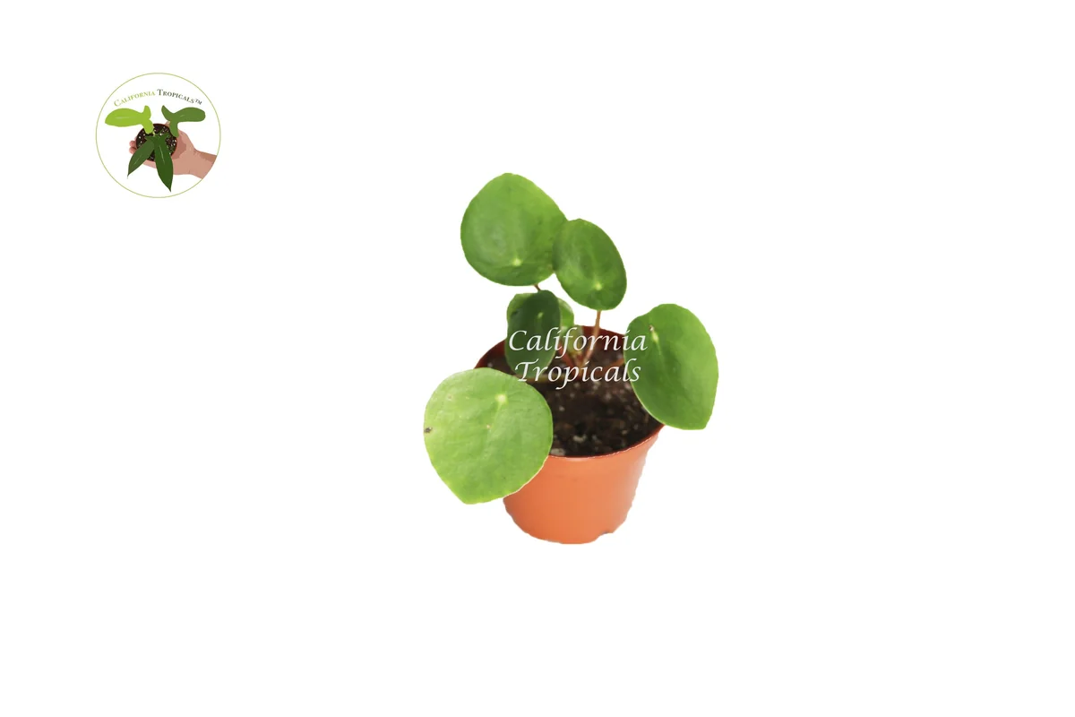 Chinese Money Plant Live Plant - Pilea Peperomioides - 3 Inch Pot - Indoor - Image 1