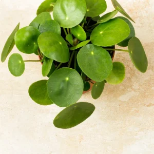 Chinese Money Plant Live Plant - Pilea peperomioides - 2.5