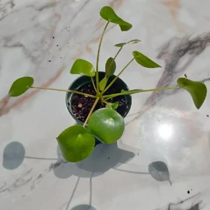 Chinese Money Plant Live Plant, Pilea Peperomioides, 5
