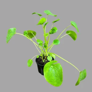 Chinese Money Plant Live Plant – Pilea Peperomioides Lucky Houseplant Indoor - Image 2