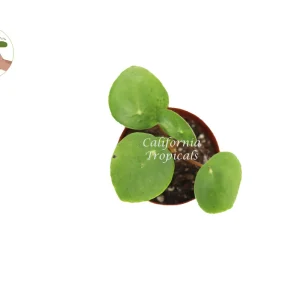 Chinese Money Plant Live Plant Pilea Peperomioides 3 inch Pot Indoor - Image 2