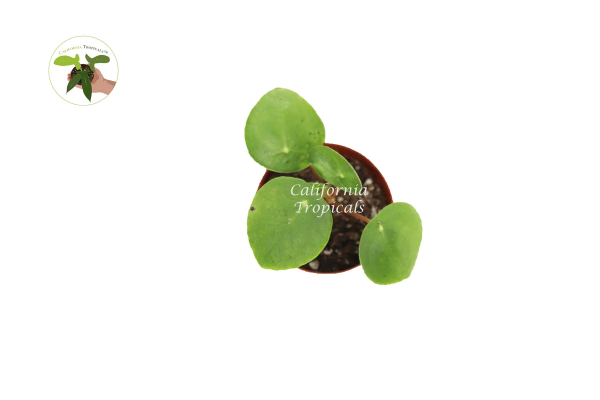 Chinese Money Plant Live Plant Pilea Peperomioides 3 inch Pot Indoor - Image 2