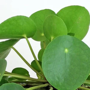 Chinese Money Plant Live Plant, Pilea Peperomioides, 5