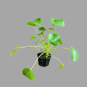 Chinese Money Plant Live Plant – Pilea Peperomioides Lucky Houseplant Indoor - Image 5