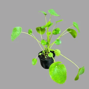 Chinese Money Plant Live Plant – Pilea Peperomioides Lucky Houseplant Indoor - Image 6