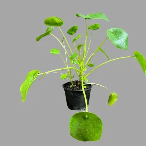 Chinese Money Plant Live Plant – Pilea Peperomioides Lucky Houseplant Indoor - Image 1