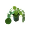 Chinese Money Plant (Pilea peperomioides) – Live Houseplant – 4 inch Pot – Indoor - Image 1