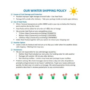 Chinese Money Plant (Pilea peperomioides) – Live Houseplant – 4 inch Pot – Indoor - Image 2