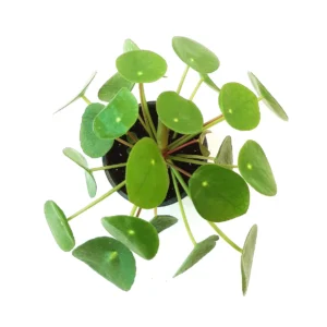 Chinese Money Plant (Pilea peperomioides) – Live Houseplant – 4 inch Pot – Indoor - Image 3