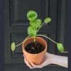 Chinese Money Plant - Pilea Peperomioides Live Plant - 3 inch Nursery Pot - Indoor Houseplant - Image 1