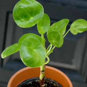Chinese Money Plant - Pilea Peperomioides Live Plant - 3 inch Nursery Pot - Indoor Houseplant - Image 2