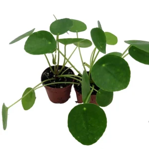 Chinese Money Plant (Pilea Peperomioides) Live Plants – 2 Pack, 2 inch Pots, Indoor - Image 2