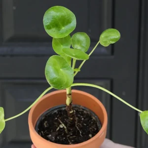 Chinese Money Plant - Pilea Peperomioides Live Plant - 3 inch Nursery Pot - Indoor Houseplant - Image 3