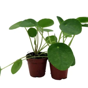 Chinese Money Plant (Pilea Peperomioides) Live Plants – 2 Pack, 2 inch Pots, Indoor - Image 3