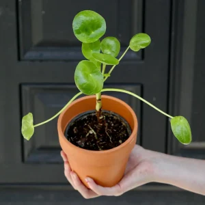 Chinese Money Plant - Pilea Peperomioides Live Plant - 3 inch Nursery Pot - Indoor Houseplant - Image 4