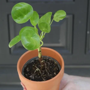 Chinese Money Plant - Pilea Peperomioides Live Plant - 3 inch Nursery Pot - Indoor Houseplant - Image 5