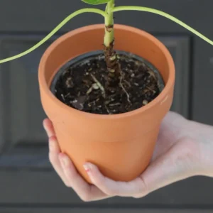 Chinese Money Plant - Pilea Peperomioides Live Plant - 3 inch Nursery Pot - Indoor Houseplant - Image 6