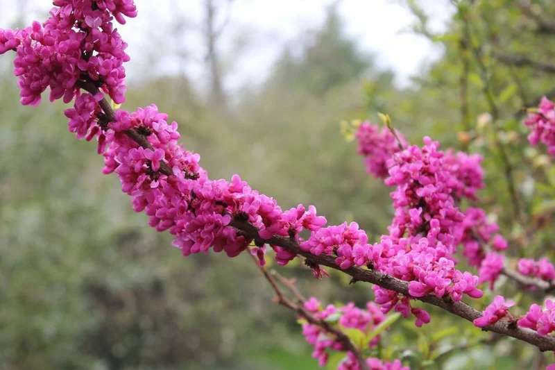 Chinese Redbud Seeds (Cercis chinensis) - 50 Seed Pack - Flowering Tree, Outdoor - Image 3
