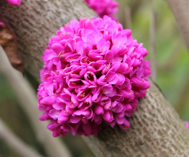 Chinese Redbud Seeds (Cercis chinensis) - 50 Seed Pack - Flowering Tree, Outdoor - Image 1