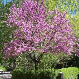 Chinese Redbud Tree Seeds (Cercis chinensis) - 50 Seed Pack - Outdoor - Flowering - Image 2