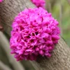 Chinese Redbud Tree Seeds (Cercis chinensis) - 50 Seed Pack - Outdoor - Flowering - Image 1