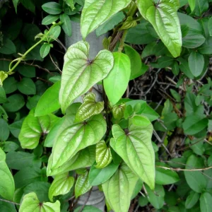 Chinese Yam Live Plants - Shan Yao Dioscorea Opposita - 3-Pack - Climbing Vine - Image 5