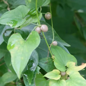 Chinese Yam Live Plants - Shan Yao Dioscorea Opposita - 3-Pack - Climbing Vine - Image 6