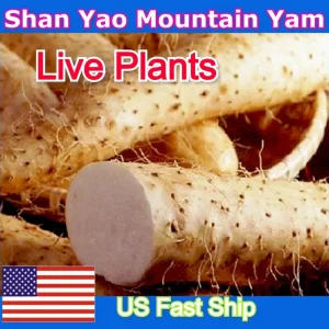 Chinese Yam Live Plants - Shan Yao Dioscorea Opposita - 3-Pack - Climbing Vine - Image 1