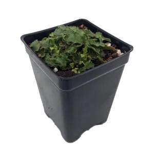 Chiquita Coral Bells Live Plant - Heuchera - 2.5