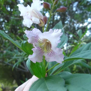 Chitalpa Tashkentensis 'Morning Cloud' Live Tree, 3ft Tall, 3 Gallon Pot, Outdoor - Image 1