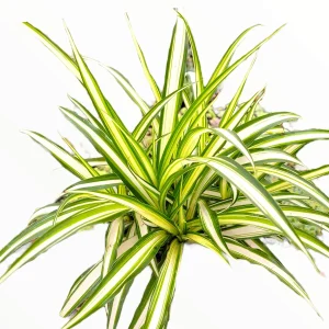 Chlorophytum Comosum 'Spider Plant' Live Houseplant - Easy Care Indoor Plant - Image 2