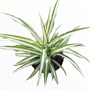 Chlorophytum Comosum 'Spider Plant' Live Houseplant - Easy Care Indoor Plant - Image 3
