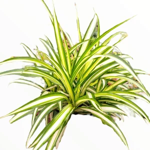 Chlorophytum Comosum 'Spider Plant' Live Houseplant - Easy Care Indoor Plant - Image 1
