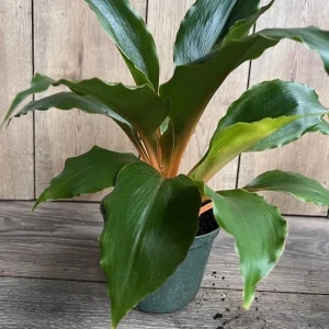 Chlorophytum 'Mandarin Orange' Live Plant – 6 inch Potted Houseplant - Image 4