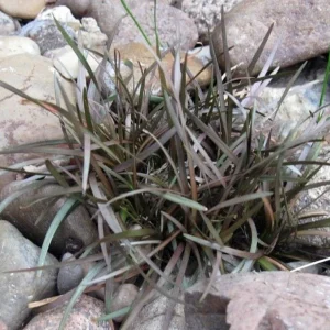 Chocolate Bar Plant - Carex berggrenii Live Plant - 2.5