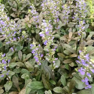 Chocolate Chip Ajuga Live Plant – 3.5 Inch Pot – Deer Resistant Ground Cover - Image 3