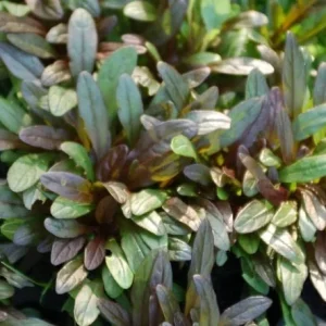 Chocolate Chip Ajuga Live Plant – 3.5 Inch Pot – Deer Resistant Ground Cover - Image 1