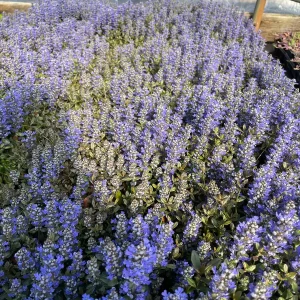 Chocolate Chip Ajuga Live Plant – 3.5 Inch Pot – Deer Resistant Ground Cover - Image 4