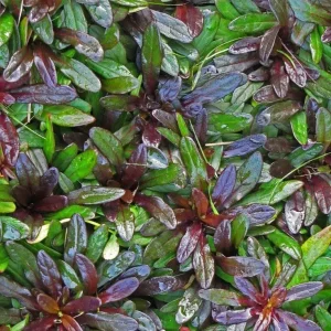 Chocolate Chip Ajuga Live Plant – Carpet Bugle Groundcover – 4 inch Pot - Image 1