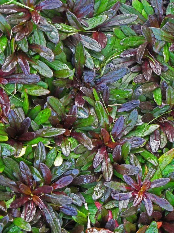 Chocolate Chip Ajuga Live Plant – Carpet Bugle Groundcover – 4 inch Pot - Image 1