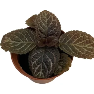 Chocolate Cream Flame Violet Episcia Live Plant - 2.5 inch Pot - Great House Plant - Image 1