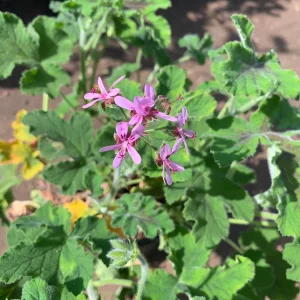 Chocolate Mint Geranium Live Plant - 1 Gallon Pot - Outdoor - Image 3
