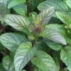 Chocolate Mint Live Herb Plant - 5" Height, 3.5" Pot, USDA Zones 6-9 - Image 1