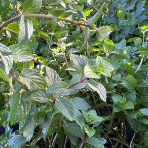 Chocolate Mint Live Plant – 1ft Tall Herb – 1 Gallon Pot – Indoor/Outdoor - Image 2