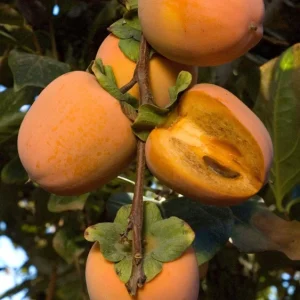 Chocolate Persimmon Tree Live Plant – Grafted Fruit Tree – 2-3 Feet Tall – Ship in 3 Gallon Pot - Image 1