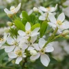 Choisya Ternata Mexican Orange Blossom Shrub - Fragrant White Flowers - Live Plant - Image 1