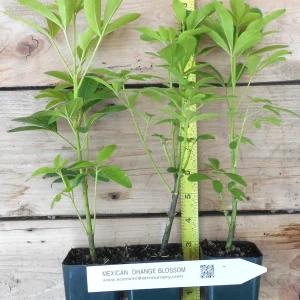 Choisya Ternata Mexican Orange Blossom Shrub - Fragrant White Flowers - Live Plant - Image 2
