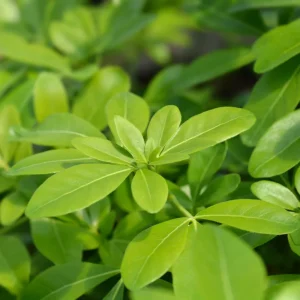 Choisya Ternata Mexican Orange Blossom Shrub - Fragrant White Flowers - Live Plant - Image 3