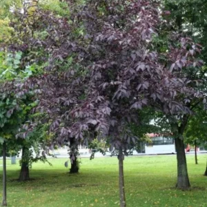 Chokecherry 'Canadian Red' Live Plant – 2.5 inch Pot – Colorful Foliage Tree – Outdoor - Image 10