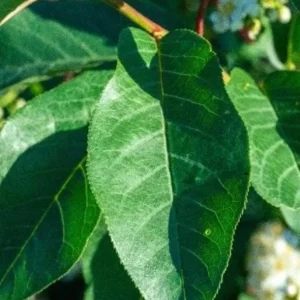 Chokecherry 'Canadian Red' Live Plant – 2.5 inch Pot – Colorful Foliage Tree – Outdoor - Image 2
